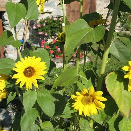 托尔诺罗威尔德滋旅馆 托尔诺