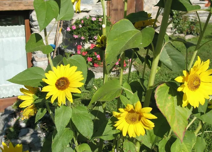 Lo Verdze Di טורניון